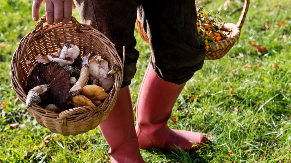 Foraging Tools Bring a Whole New Meaning To the Phrase 'Eat Local’