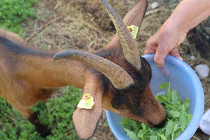 Can Goats Eat Arugula? Is It Safe?